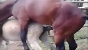 Stallion animal sex