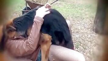 Sucking animal sex