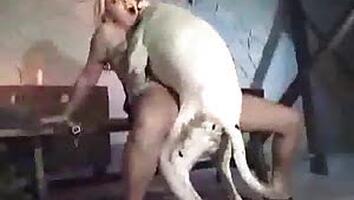 Zoofilia Porn video