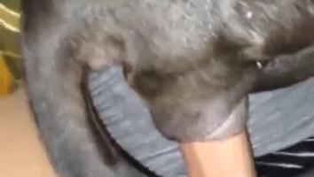 Zoo Porn Videos