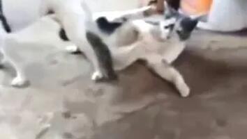 Zoo Porn Videos