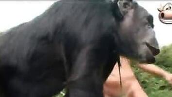 Free Zoo Sex Video