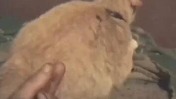 Zoo Sex Videos