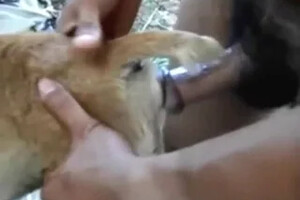 Zoo Porn Videos