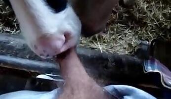 Anal animal xxx