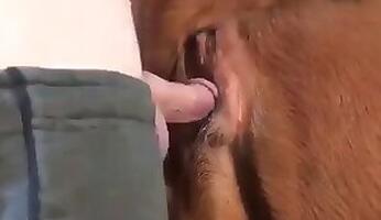 Animal Porn and zoo sex video