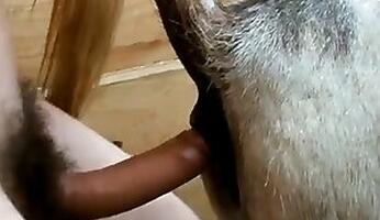 Animal Porn and zoo sex video