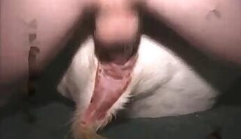 Asian animal xxx