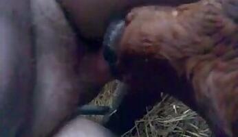 Blowjob animal xxx