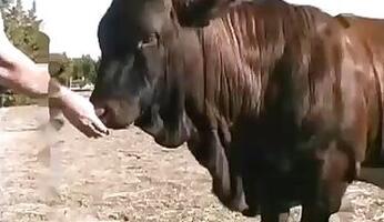 Cow animal sex