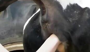 Cow bestiality sex