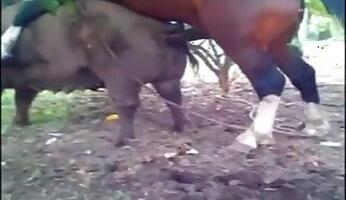 Dogs animal sex