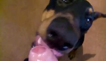 Dogs animal tube porn