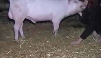 Fisting animal porn