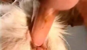 Pig bestiality tube