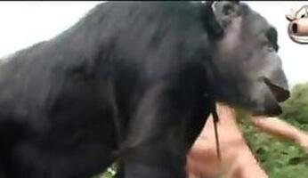 Free Zoo Sex Video