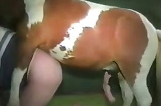 Free ZOO sex video