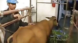 ZOO Porn video for FREE
