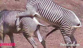 Dog fuck women with tight pussies