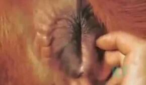Zoo Porn Videos
