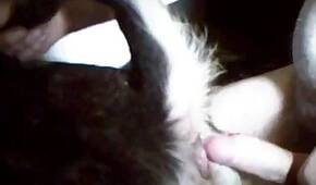 Zoo Porn Clips