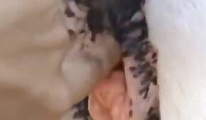 ZOO Porn video for FREE